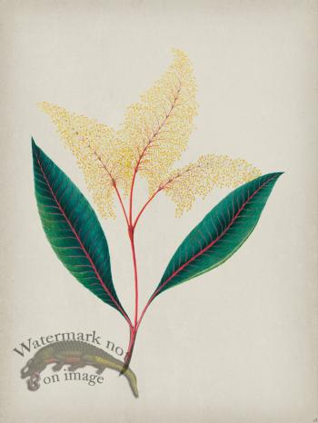 Andean Botanicals 018